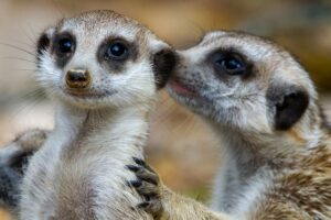 Whispering meerkats