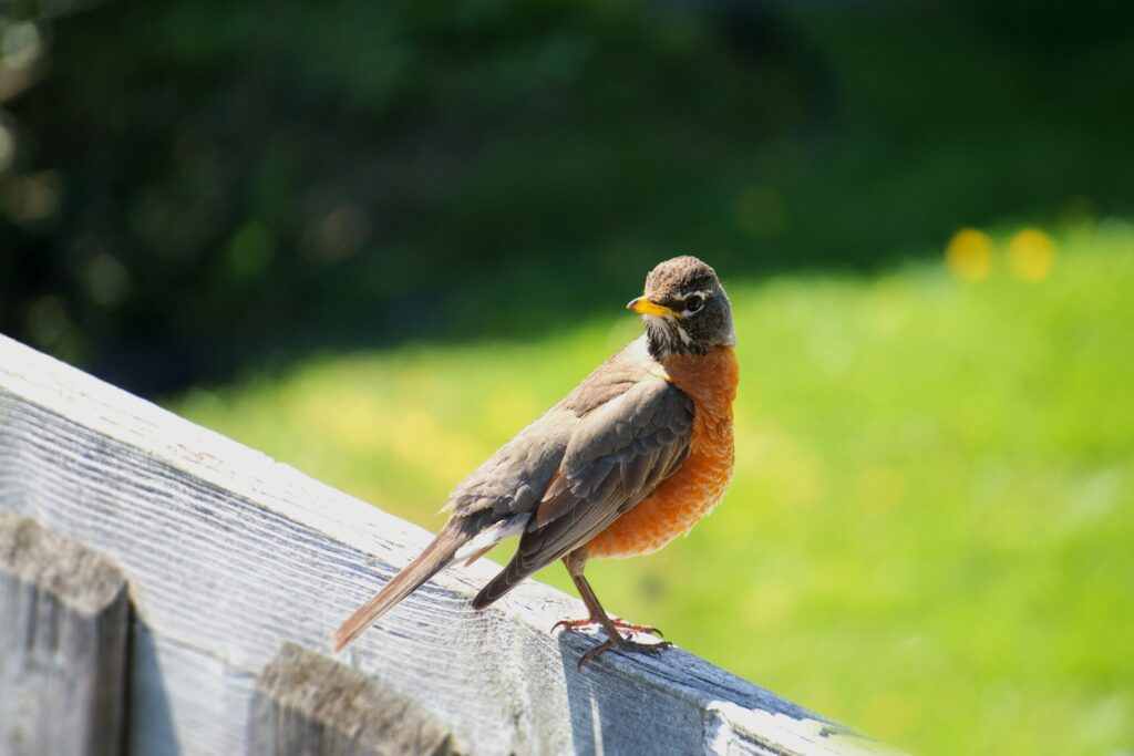 A robin perched on a fence.